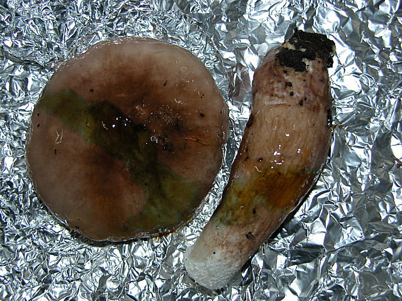 Hygrophorus personii (Arnolds)